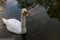 © Copyright Raphael Kessler - Britain - Vyne 4