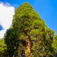 © Copyright Raphael Kessler - Britain - Wakehurst 10