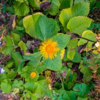 © Copyright Raphael Kessler - Britain - Wakehurst 14