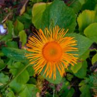 © Copyright Raphael Kessler - Britain - Wakehurst 15