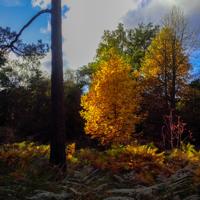 © Copyright Raphael Kessler - Britain - Wakehurst 9