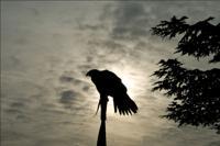 © Copyright Raphael Kessler - Britain - Warwick Castle 25