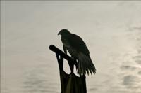 © Copyright Raphael Kessler - Britain - Warwick Castle 26