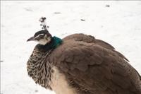 © Copyright Raphael Kessler - Britain - Warwick Castle 43