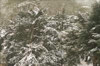 © Copyright Raphael Kessler - Britain - Warwick Castle 49