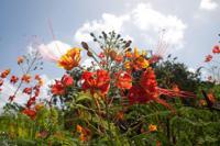 © Copyright - Raphael Kessler 2012 - Barbados - Prideo of Barbados flowers