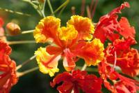 © Copyright - Raphael Kessler 2012 - Barbados - Pride of Barbados flower