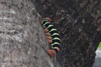 © Copyright - Raphael Kessler 2012 - Barbados - frangipani caterpillar
