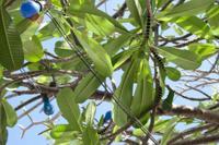 © Copyright - Raphael Kessler 2012 - Barbados - frangipani caterpillars