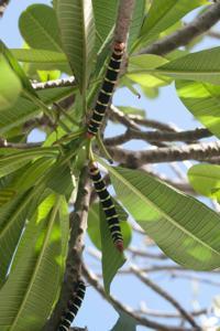 © Copyright - Raphael Kessler 2012 - Barbados - frangipani caterpillars