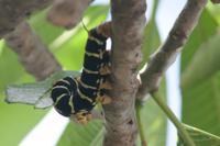 © Copyright - Raphael Kessler 2012 - Barbados - frangipani caterpillar