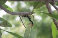 © Copyright - Raphael Kessler 2012 - Barbados - frangipani caterpillar