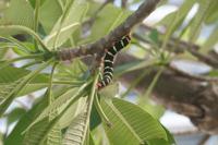 © Copyright - Raphael Kessler 2012 - Barbados - frangipani caterpillar