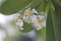 © Copyright - Raphael Kessler 2012 - Barbados - frangipani flowers