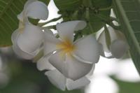 © Copyright - Raphael Kessler 2012 - Barbados - frangipani flowers