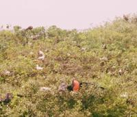 © Copyright - Raphael Kessler 2011 - Belize - Red breasted booby