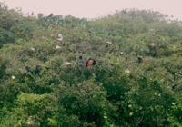© Copyright - Raphael Kessler 2011 - Belize - Red breasted booby