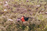 © Copyright - Raphael Kessler 2011 - Belize - Red breasted booby