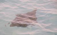 © Copyright - Raphael Kessler 2011 - Belize - Spotted Eagle Ray
