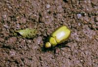 © Copyright Raphael Kessler - Costa Rica - Beetle