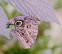 © Copyright - Raphael Kessler 2011 - Costa Rica - Butterfly