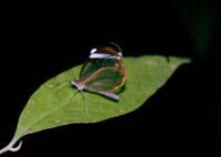 © Copyright Raphael Kessler - Costa Rica - Glass wing butterfly