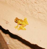 © Copyright Raphael Kessler - Costa Rica - Leaf frog