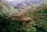 © Copyright Raphael Kessler - Costa Rica - Monteverde cloud forest 1