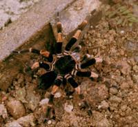 © Copyright - Raphael Kessler 2011 - Costa Rica - Montaverde - Red knee tarantula