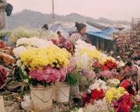 © Copyright - Raphael Kessler 2011 - Guatemala - Chichestenango - Florist