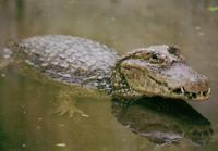 © Copyright Raphael Kessler - Guatemala - Monterrico Cayman