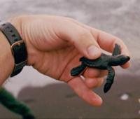 © Copyright Raphael Kessler - Guatemala - Monterrico Just Hatched Turtle