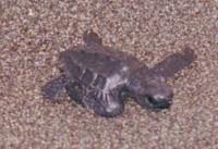 © Copyright - Raphael Kessler 2011 - Guatemala - Monterrico - Just hatched turtle