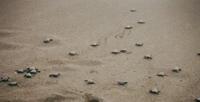 © Copyright Raphael Kessler - Guatemala - Monterrico Turtle Race