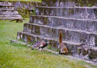 © Copyright - Raphael Kessler 2011 - Guatemala - Tikal - Royal Turkey and Coatamundi