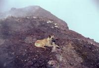 © Copyright Raphael Kessler - Guatemala - Volcan Pacaya