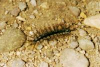 © Copyright - Raphael Kessler 2011 - Honduras - Caterpillar