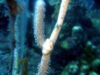 © Copyright Raphael Kessler - Honduras - Flamingo Tongue