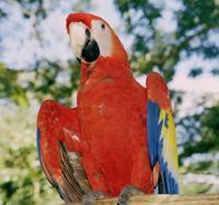 © Copyright - Raphael Kessler 2011 - Honduras - Macaw
