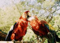 © Copyright - Raphael Kessler 2011 - Honduras - Macaws