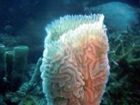 © Copyright - Raphael Kessler   - Honduras  - Soft Coral