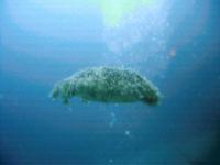 © Copyright Raphael Kessler - Honduras - Upsidedown Jellyfish