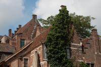 © Copyright - Raphael Kessler 2011 - Belgium - Ghent - Ivy in conrol