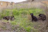 © Copyright Raphael Kessler 2026 – Cyprus – Dali – A group of at least eight cute puppies