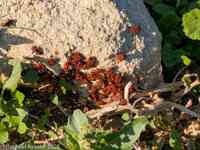 © Copyright Raphael Kessler 2026 – Cyprus – Sanctuary Aphrodite – sanctuary aphrodite 8