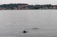 © Copyright Raphael Kessler 2025 – Denmark – Middelfart  - 3 Harbour porpoises including baby