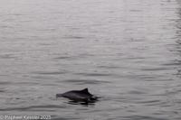 © Copyright Raphael Kessler 2025 – Denmark – Middelfart  - Harbour porpoises,  baby blowing