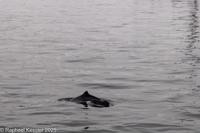 © Copyright Raphael Kessler 2025 – Denmark – Middelfart  - Harbour porpoises