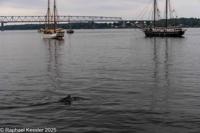 © Copyright Raphael Kessler 2025 – Denmark – Middelfart  - Tall Ships and porpoises
