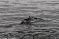 © Copyright Raphael Kessler 2025 – Denmark – Middelfart  - Harbour porpoise